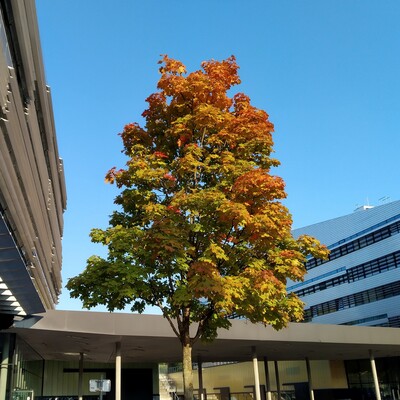 qRayner@social.linux.pizza