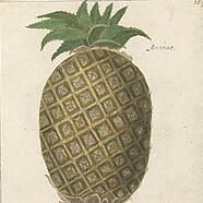 ananas@social.linux.pizza