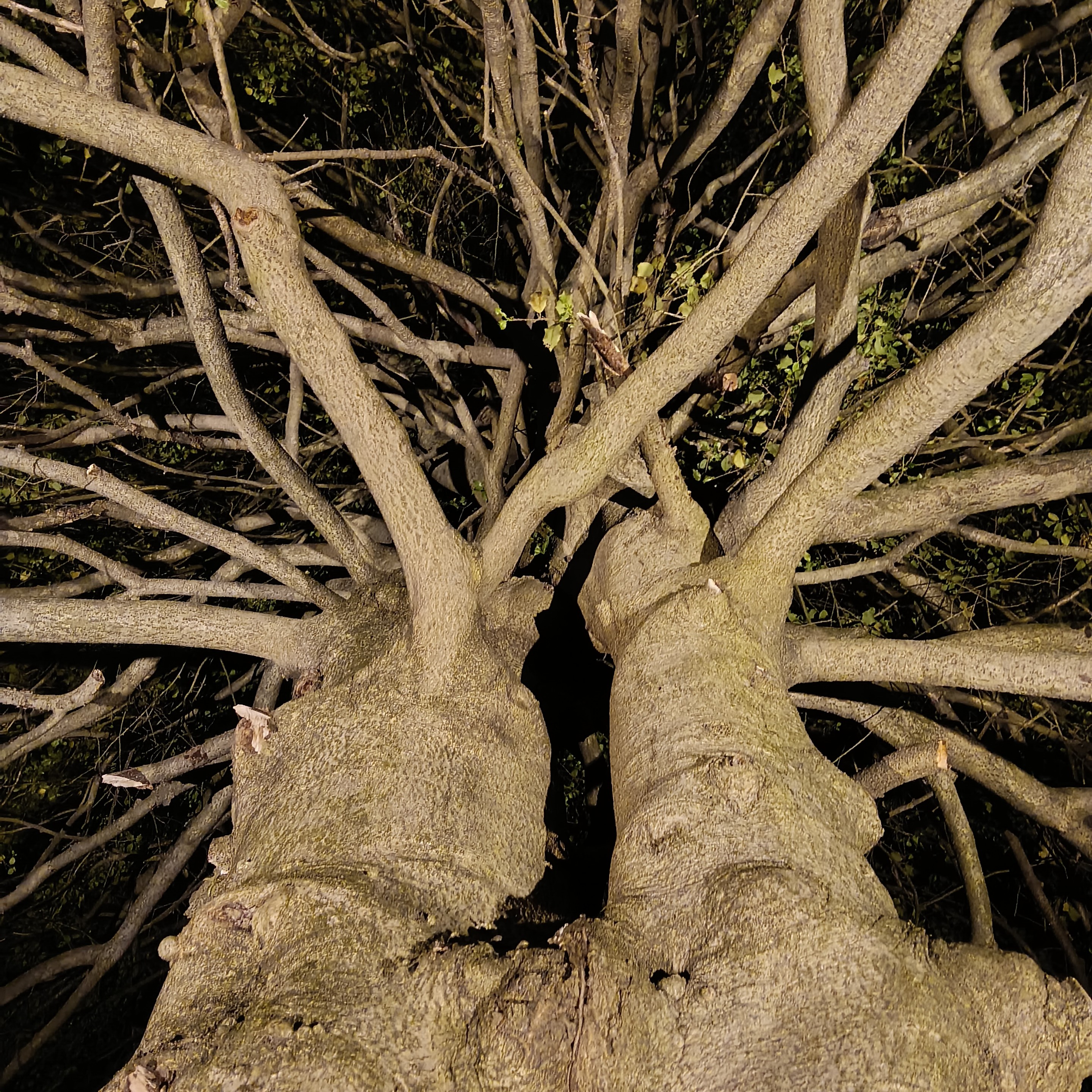 two trunk tree branches spew lighting bolts