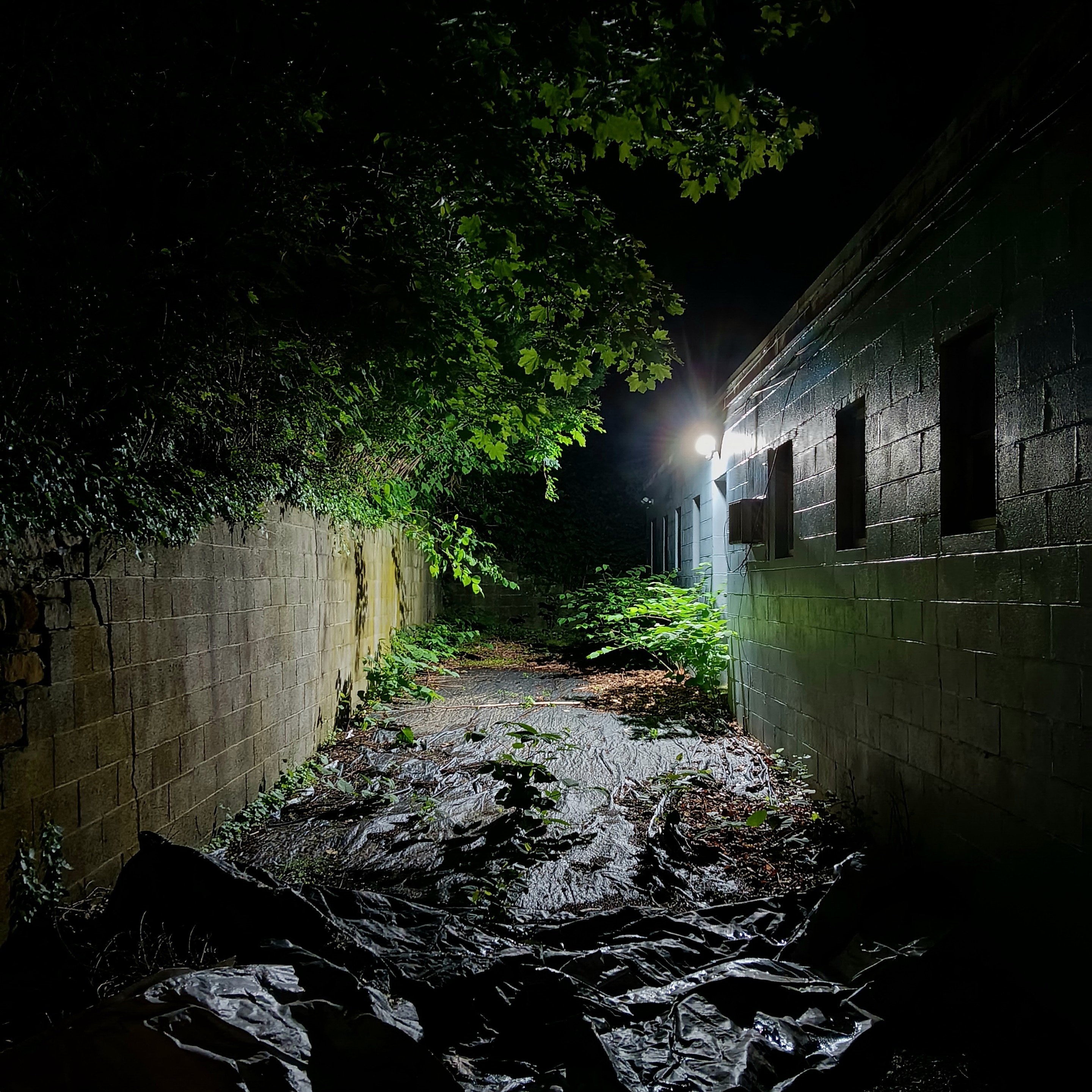 crinkles mud dirt sprouts bush ceiling dual brick walls one light cutting through darkness