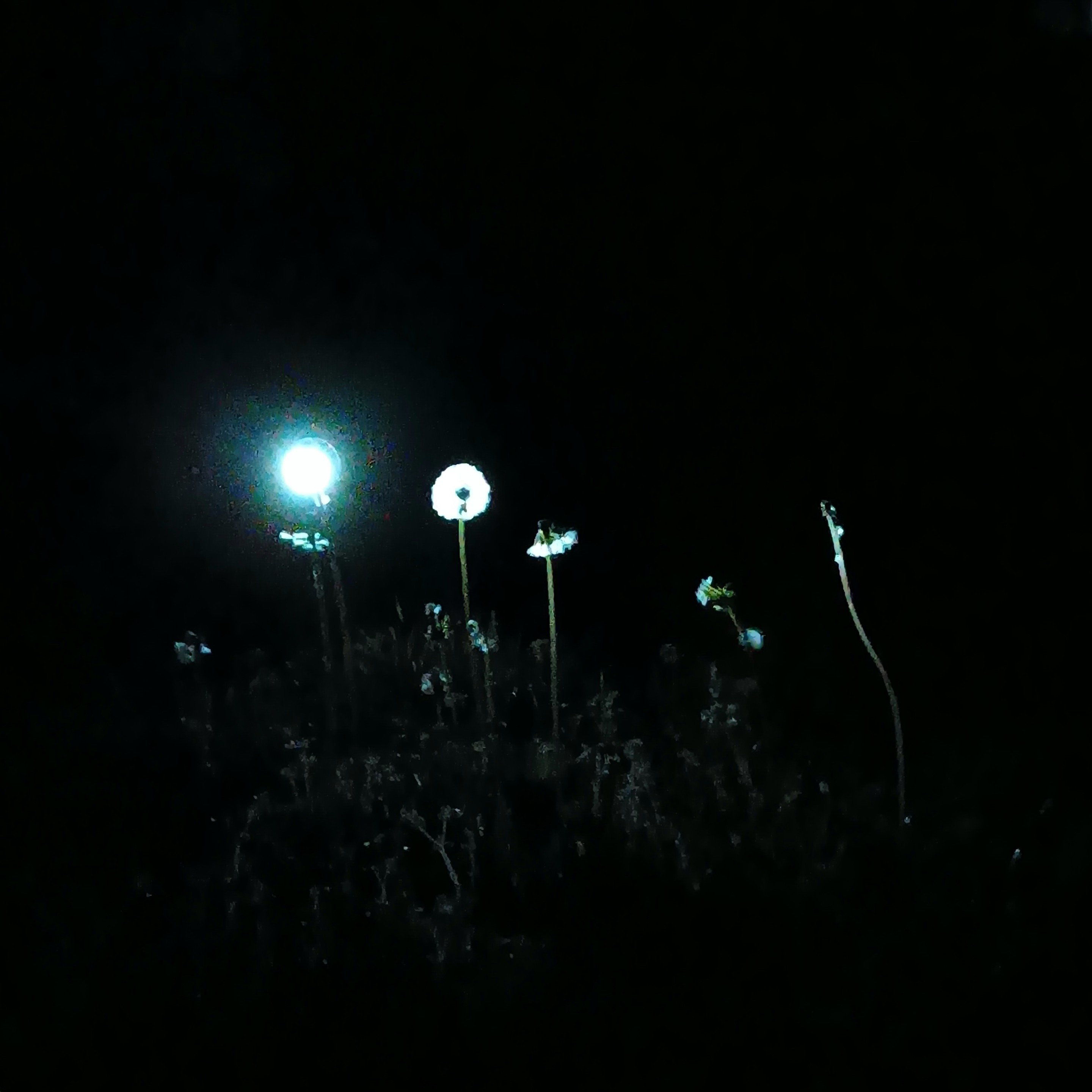 small light next to dandelions looks like glowing one