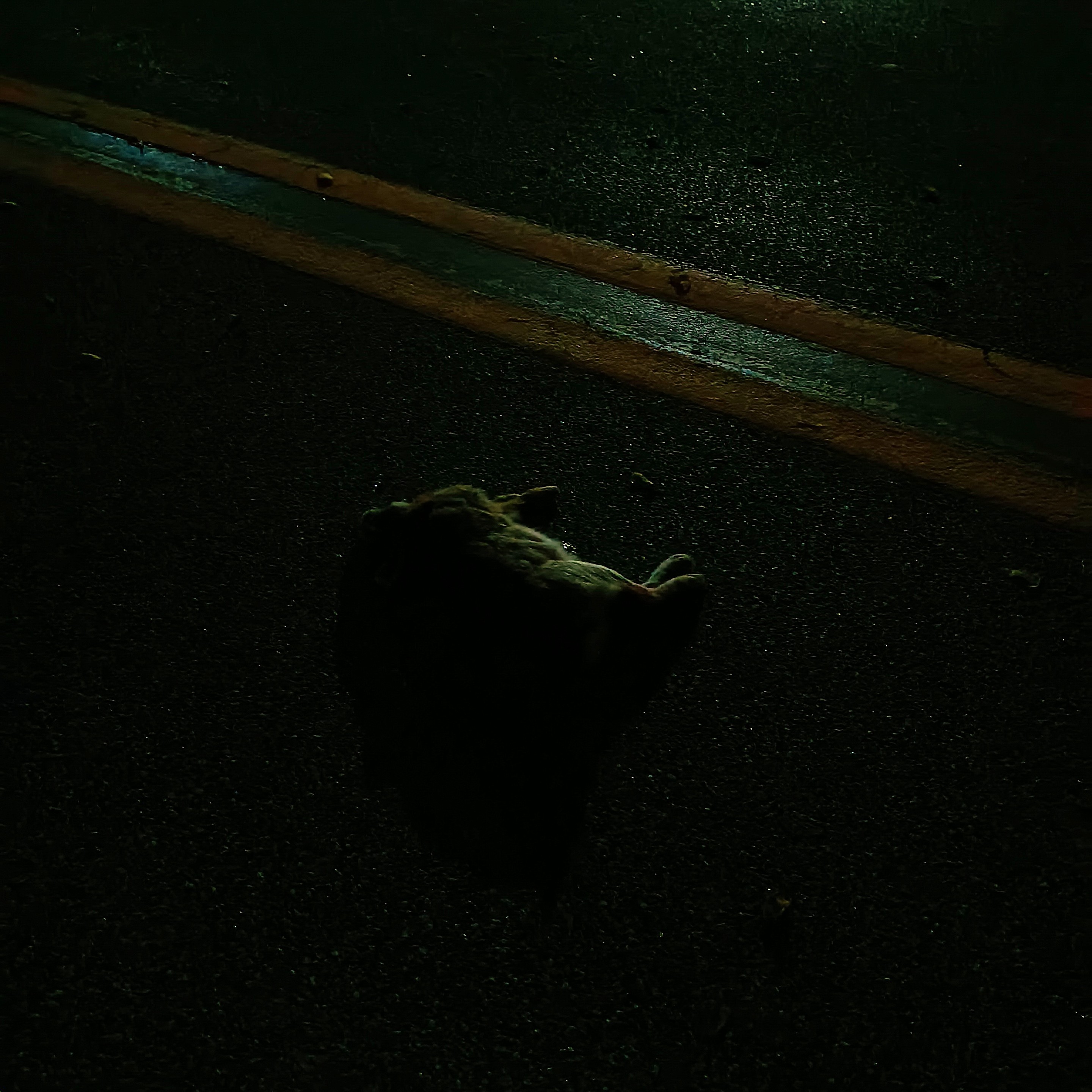 real far or real fluffy roadkilled rabbit on the road. a bit of it's blood is visible, sparkling