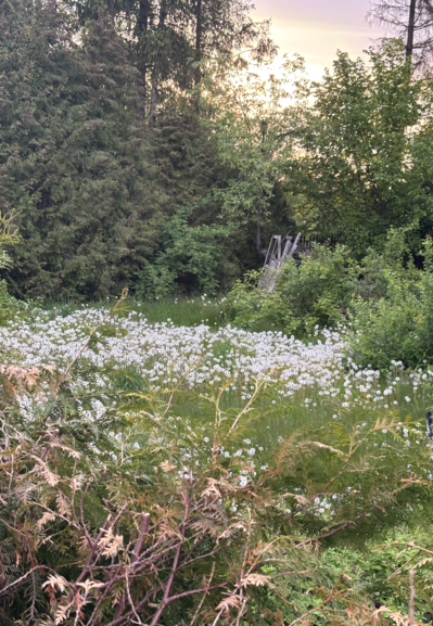 An explosion of plants: fir trees in the background, smaller trees, various bushes, uncut grass with a big patch of white dandelions ready to spread their seeds in the wind.
It is nearly sunset. The sky is golden and purple and the light from the Sun is burning the pixels as it shines from beneath the trees.
One can also notice an old wooden fence, partially visible through the greenery and some gray, old remnants of some wooden thing.
It is not clear if anything in the photo is in focus.