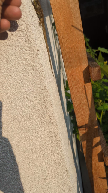 Eine Eidechse läuft an einer Mauer hoch und strecke ihr eine tote Fliege entgegen.
Die Eidechse kommt zu meiner Hand und schnappt sich die Fliege.