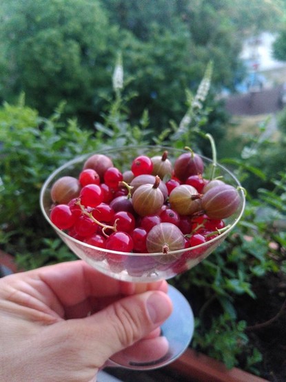 #potd Today I harvested a few Ribisel (redcurrant) & Stachelbeeren (gooseberry) in our community garden. http://domm.plix.at/potd/2025-06-29.html