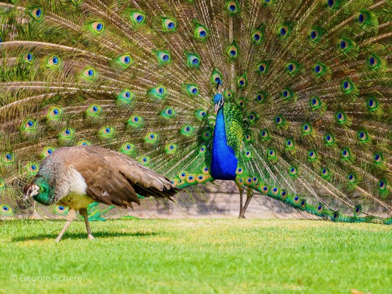 A peacock, facing the camera, is displaying for a peahen, who has her back turned on the peacock, and is walking away.  She appears to be looking for insects in the grass.  The peacock's body is a brilliant iridescent blue, while its tail feathers, which are spread to completely fill the camera field of view, are bright iridescent blue and green.