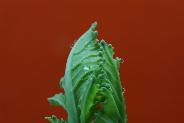 Die grünen zarten Blätter von Kohlrabi mit einigen Wassertöpfchen vor rotem Hintergrund