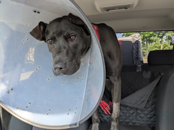 Black lab pit wearing a cone.   Sending in the backseat of a truck.   If you're really curious you can see a sofa in the bed of the truck through the back window.