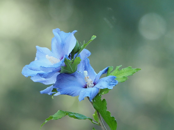 Blaue Blüten von einem Hibiskus-Zierstrauch 