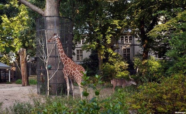 Amsterdam – Artis dierentuin // zoológico // zoo