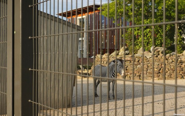 Amsterdam – Artis dierentuin // zoológico // zoo