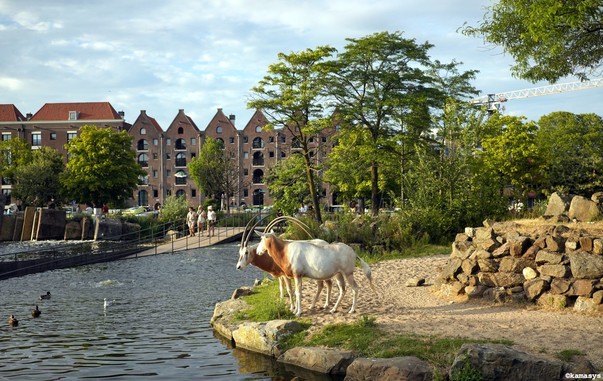 Amsterdam – Artis dierentuin // zoológico // zoo