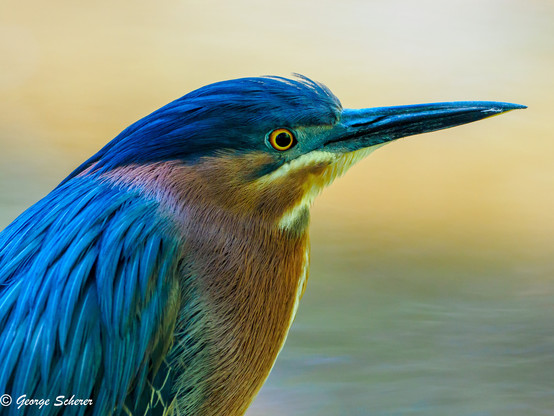 Close up of a green heron, in profile, facing to the right.  The beak and head are dark blue, the back and sides are lighter blue, and the chest is tan colored.   The eye is black surrounded by a circle of yellow.