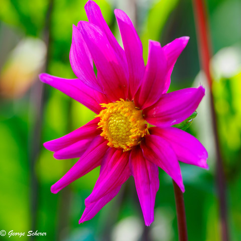 Close-up of a dahlia flower, with bright pinkish red leaves, and a bright yellow center, against an out of focus green background.