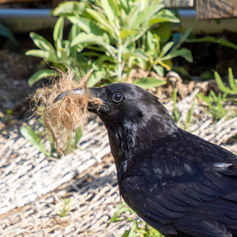 Close-up of the head and upper torso of a common raven, facing to the left.  The bird has a bunch of brown fibrous stuff in its mouth, presumably for nesting material.