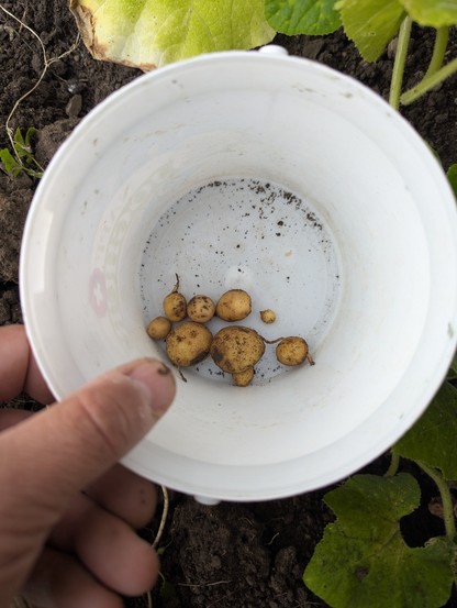 Das Bild zeigt eine Hand, die einen weißen Behälter hält, der mit Erde bedeckt ist. In dem Behälter befinden sich mehrere kleine, braune Kartoffeln, die frisch aus dem Boden gezogen wurden. Die Kartoffeln sind unterschiedlich groß und haben noch Erde an ihnen haften. Der Hintergrund besteht aus dunklem, fruchtbarem Boden und grünen Pflanzenblättern, die auf eine Gartenanlage hinweisen. Die Hand, die den Behälter hält, ist leicht schmutzig, was darauf hindeutet, dass die Kartoffeln gerade aus de…