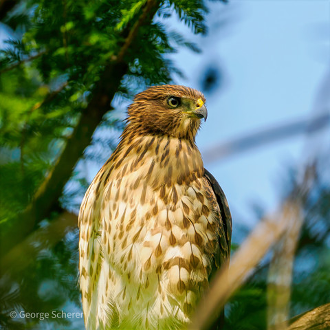 Photo of the torso and head of a young Cooper's Hawk, mostly facing the camera.  The head is turned to the right.  The background is out of focus trees and blue sky.