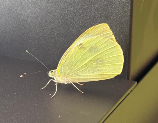 A fragile bright yellow butterfly on a dark metallic structure.