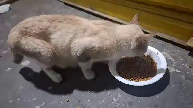 Gif curto de uma linda gatinha branca acinzentada com traços que podem indicar um sangue siamês muitíssimo diluído. Ela está sob um chão de concreto, o que sugere um ambiente externo, comendo ração em um prato plástico descartável. Ela come a ração nervosa e apressadamente e no final do vídeo é vista se afastando do prato com celeridade.