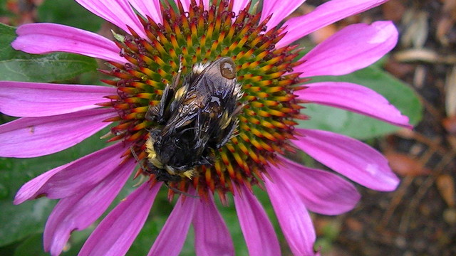 sleeping wet bumble bee on an Echinacea flower