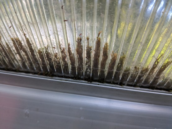 Corrugated translucent plastic with little bits of brownish moss growing up from the edge through the interior space of the corrugation 