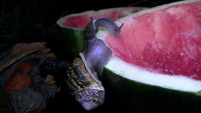 2 snails eating watermelon at night