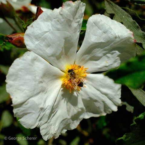 Close up photo of a rock rose flower, with white crinkly petals and a yellow center.  There is a western honeybee sitting on the center of the flower.
