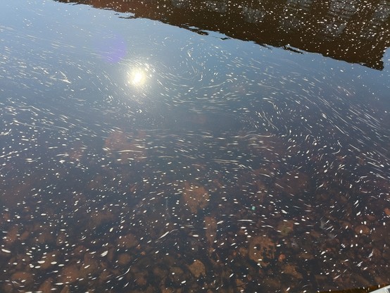 Water with lumps of pollen stretched to strings showing the flow in the whirlpools.