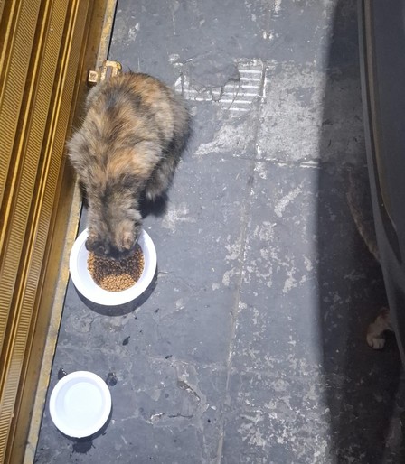 A imagem mostra uma gata do tipo tricolor escaminha, sentada em um piso de concreto escuro e desgastado, com marcas e manchas. Ela está comendo de um tigela branca cheia de ração para gatos. Ao lado da tigela de ração, há uma tigela branca vazia com água. A gata está em uma área externa, perto de uma porta de metal dourada, que parece ser a entrada de um estabelecimento. A gata parece estar concentrada em sua refeição, e a cena sugere um ambiente urbano ou comercial.

Fornecido por @altbot (e p…