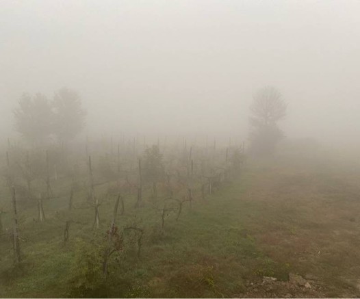 picture of an orchard with very thick fog.