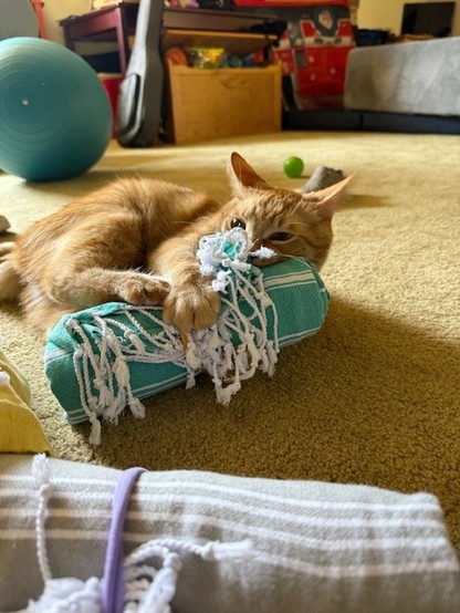 Orange cat attacking a rolled up tea towel.