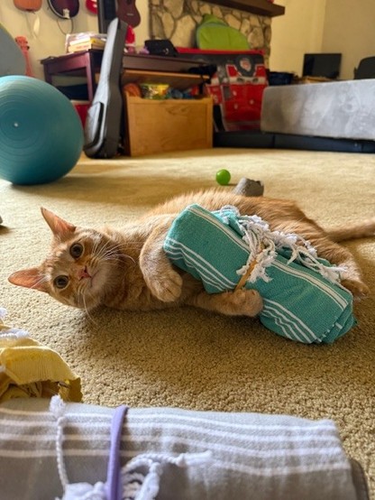 Orange cat peering at the camera while grasping a rolled up tea towel.