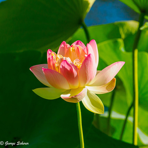 A reddish pink and white lotus flower, on a green stalk, against a background of large bright green leaves.