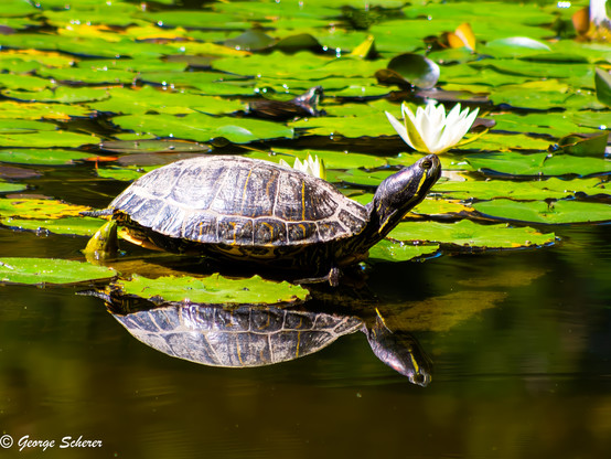 Photo of a pond slider turtle, seen in profile facing to the right, sitting or floating on the edge of a bunch of lilypads.  A single white waterlily is in the background, and appears  to be balanced on the turtle's nose.  The turtle's reflection is visible in the foreground water.