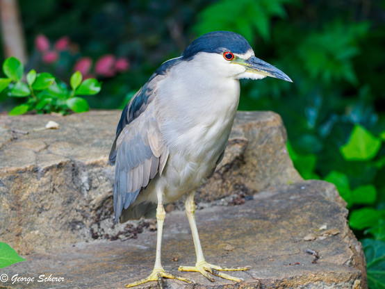 Black-crowned Night Heron, with slender legs, a white chest and belly, blue feathers on its back and head, standing on a rock, with green foliage in the background.