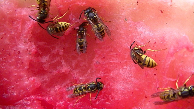 Wasps eating melon