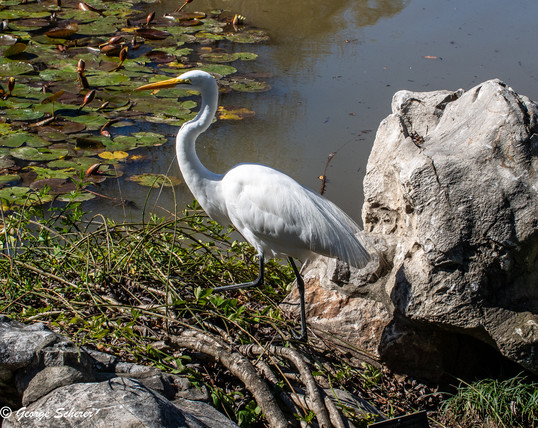 Great Egret, covered in white feathers, picking its way through the foliagee next to a pond covered in green lilypads.