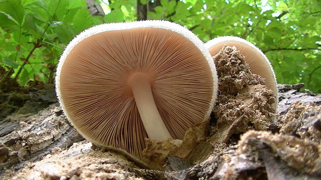 velvet white mushrooms growing out of a horse chestnut tree trunk. view from underneath looking up