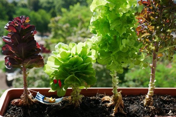#potd Relaxing in the salad forest http://domm.plix.at/potd/2025-08-03.html