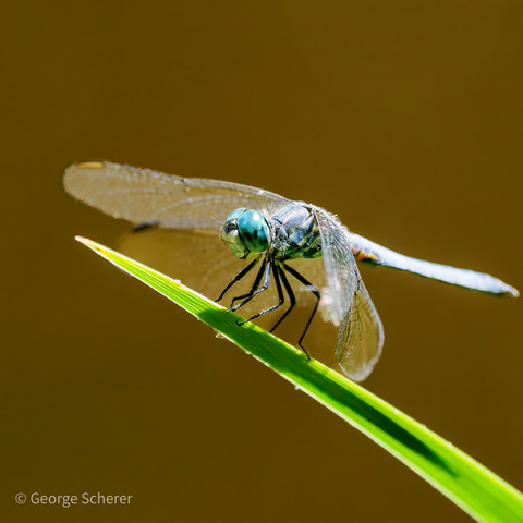 Close-up of a Blue Dasher dragonfly, with large bright blue compound eyes, a light blue body, and thin diaphanous wings, resting on a green blade of grass.
