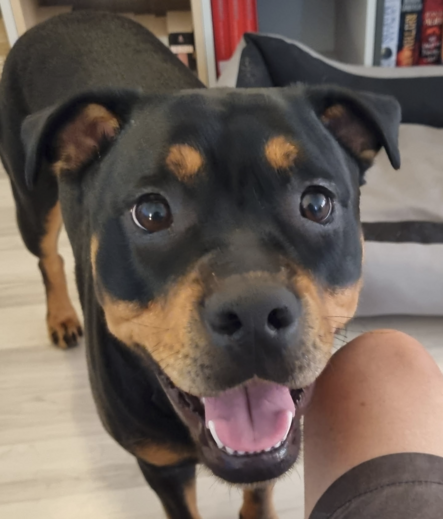 Black dog with tan markings on the face looking into the camera with open mouth