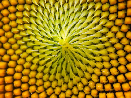 Nahaufnahme des Zentrums einer Sonnenblume. Die regelmäßige Anordnung der Samenkörner ergeben ein schönes Muster.