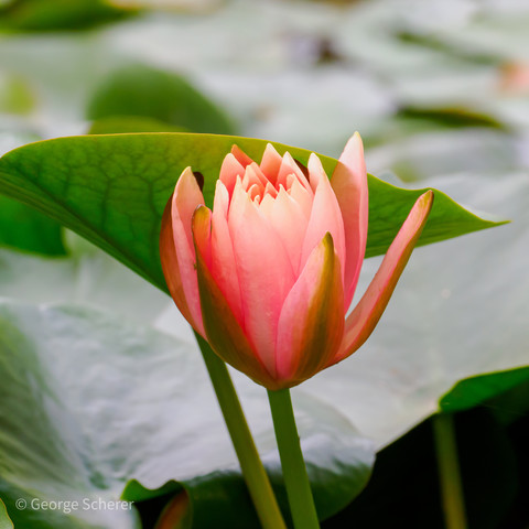 A partially open reddish pink  lotus flower, on a green stalk, against a background of large green leaves.