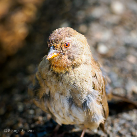 Close-up of a tiny California Towhee, with tan and white feathers, and a dark orange eye, looking to the right.  The bird is standing on the edge of an asphalt road.