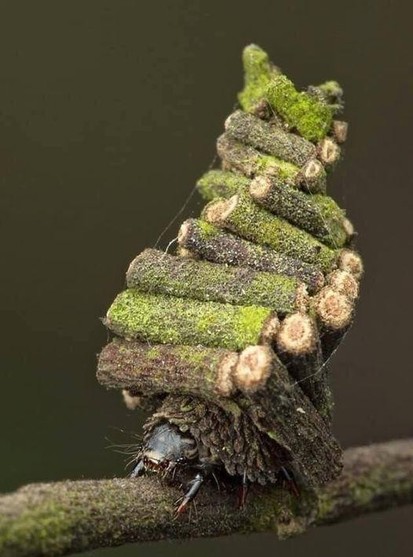 bagworm moth caterpillar