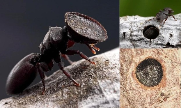 turtle ant with a seal head