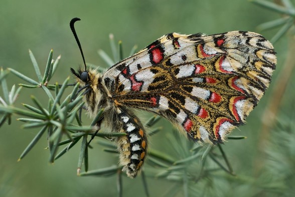 Spanish festoon