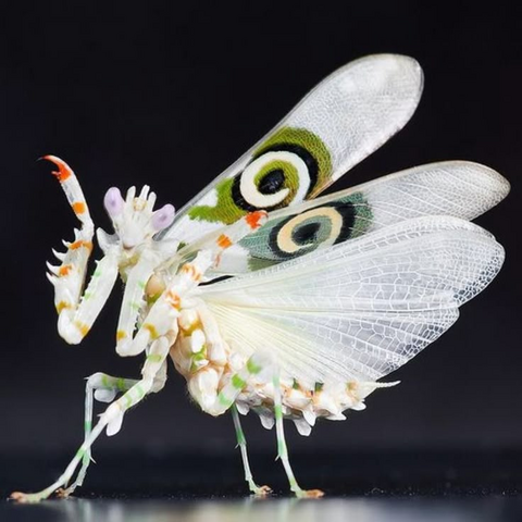 spiny flower mantis