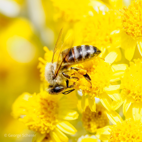 Close-up of a western honeybee, hanging head downward on the side of a bunch of bright yellow flowers.