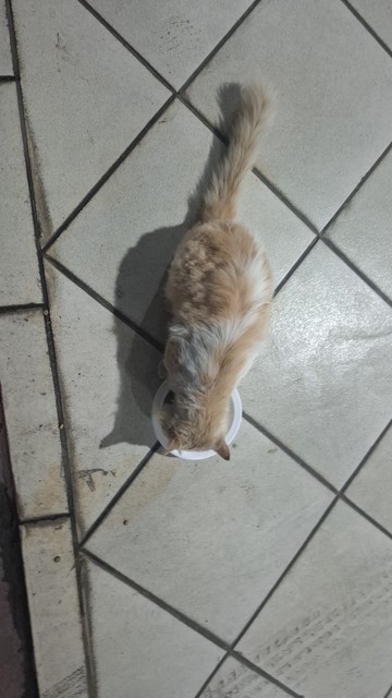 Gatinho amarelinho (com algumas partes brancas), algo sujo, comendo ração em um pequeno prato descartável de plástico.